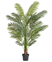 Пальма Арека Хризалидокарпус New (Sensitive Botanic)_1