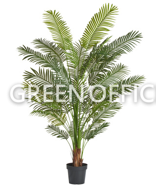 Пальма Арека Хризалидокарпус New (Sensitive Botanic) - Фото 3