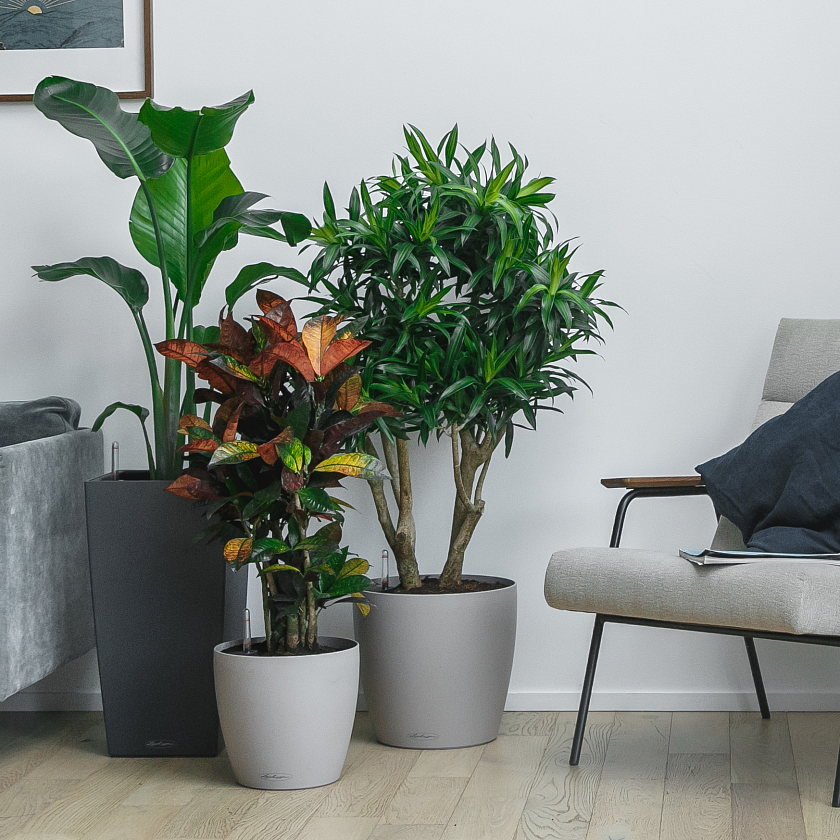 Драцена Песня Ямайки_8