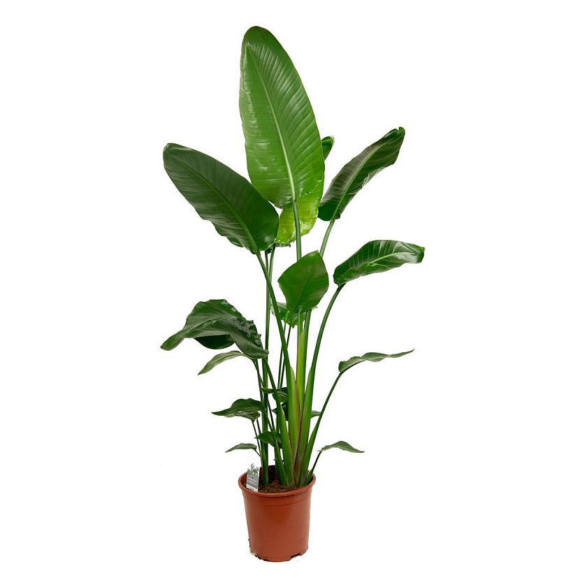 Стрелиция Николая_