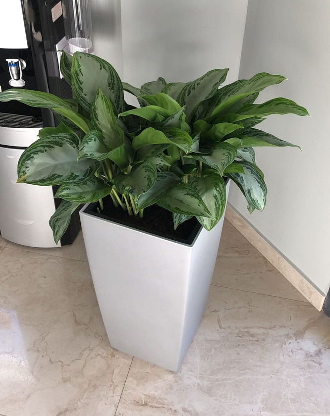 Аглаонемы Сильвер Бей в кашпо Lechuza Cubico 40_