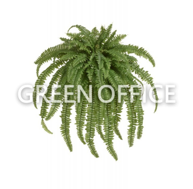 Папоротник Бостон Новый свисающий Мидл - Фото 1