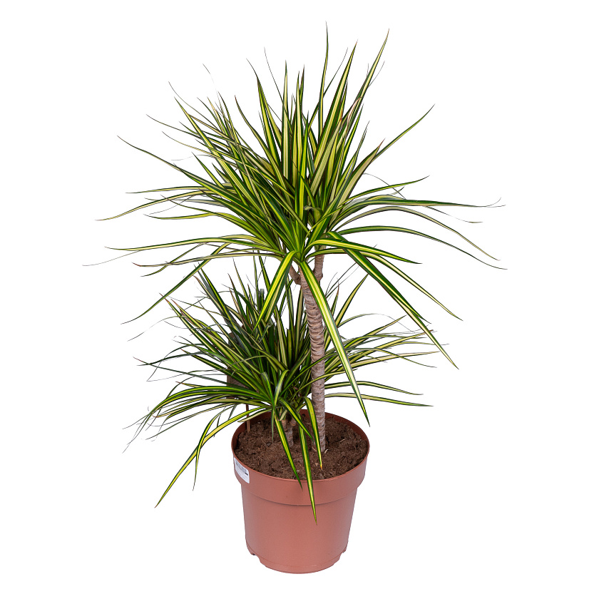 Драцена Маргината Ассорти 2 ствола_