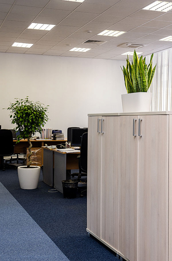 Композиции из Cансевиерий Лауренти в кашпо lechuza Delta 20_