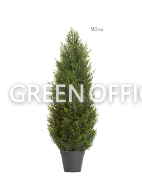 Туя Брабант пушистая уличная - Фото 2