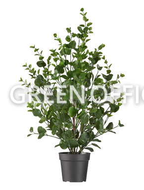 Эвкалипт куст зелёный - Фото 2