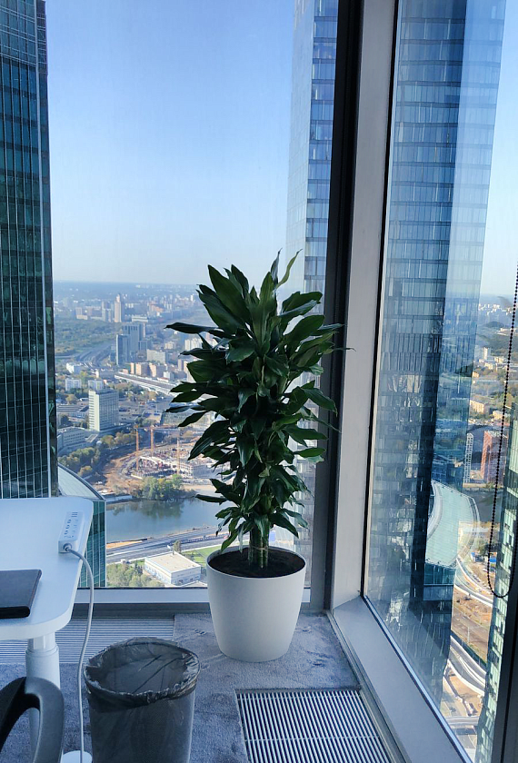 Драцена Джанет Линд бранч_2