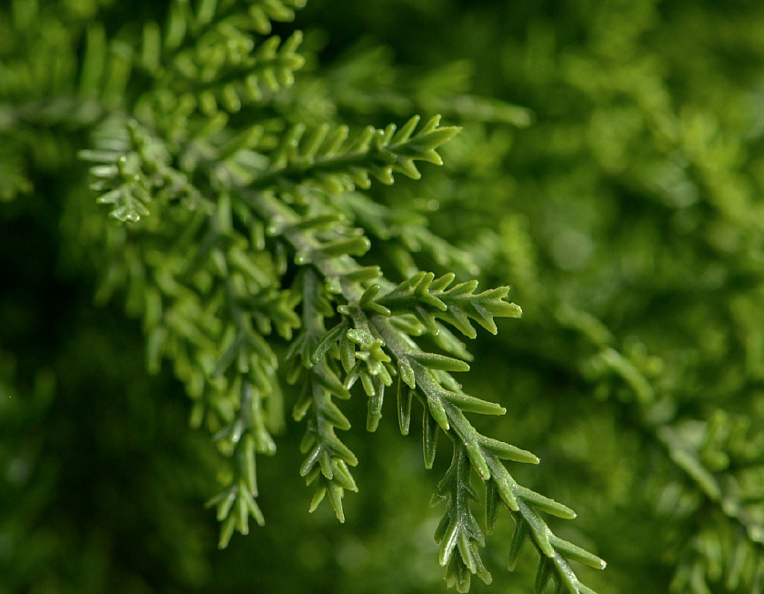 Кипарис Тауэр уличный_4