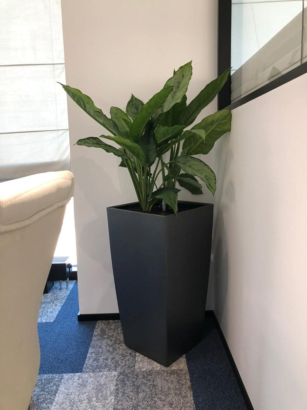 Аглаонема Фридман в кашпо Lechuza Cubico 30_