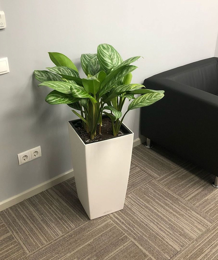 Аглаонема Страйпс в кашпо Lechuza Cubico Color 30_