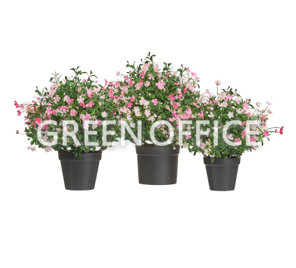 Альпийское разнотравье с нежно-розовыми и белыми цветами - Фото 1