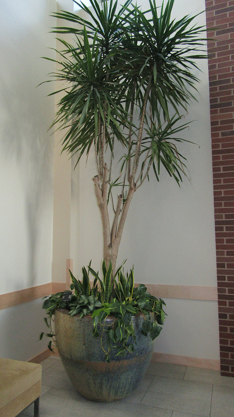 Драцена Маргината бранч_5