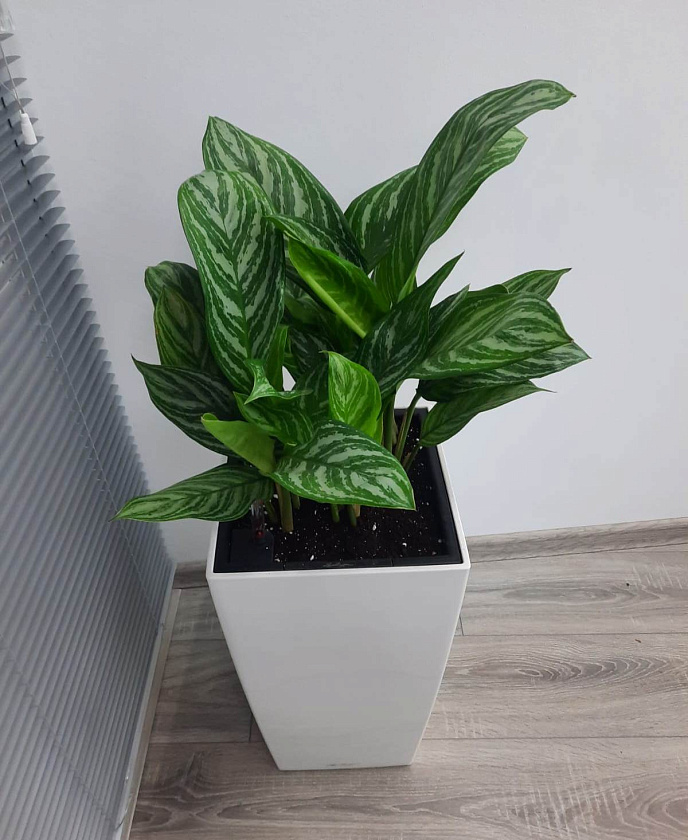 Аглаонема Страйпс в кашпо Lechuza Cubico 30_