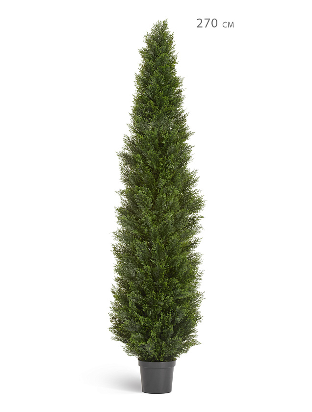 Туя Брабант пушистая уличная_8